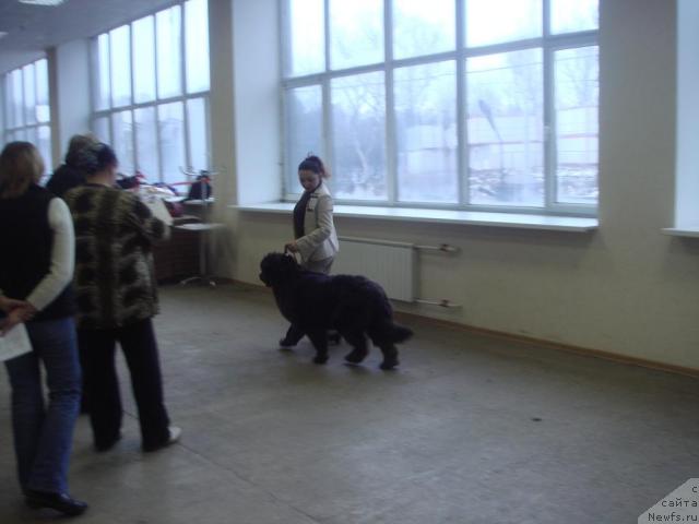 Фото: Татьяна Бахтерева, ньюфаундленд Севертан Светская Львица