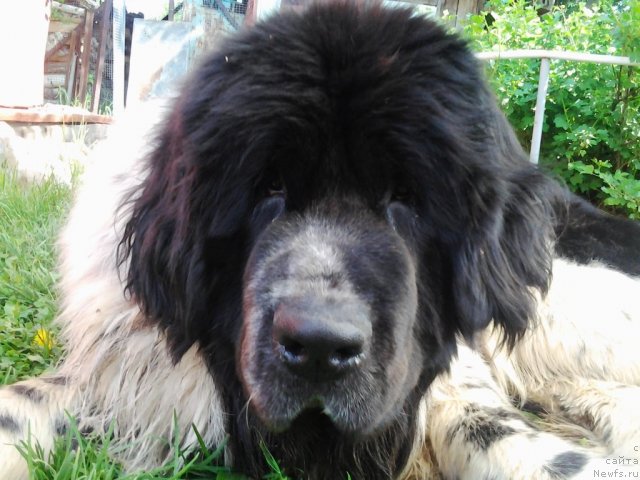 Фото: ньюфаундленд Супер Бизон Екатеринбург (Super Bizon Ekaterinburg)