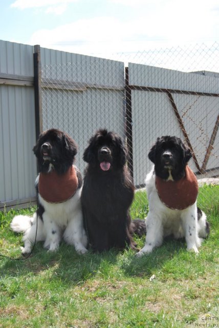 Фото: ньюфаундленд Формула Любви от Сибирского Медведя, ньюфаундленд Чеддер Форд от Сибирского Медведя, ньюфаундленд Чарующая Взглядом от Сибирского Медведя