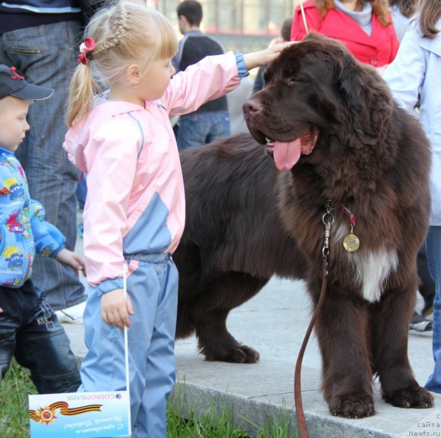 Фото: ньюфаундленд Обуш Шед Янтарный Поцелуй
