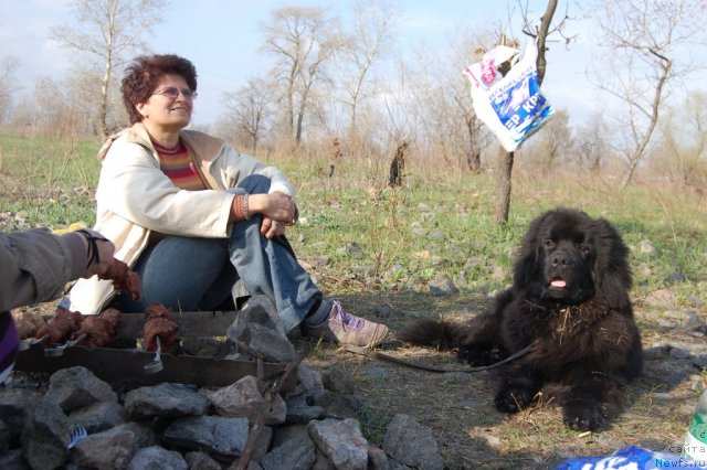Фото: ньюфаундленд Velyke Malyatko Ruta Plavuсha Vedmedytsуa, Анна Шиманская