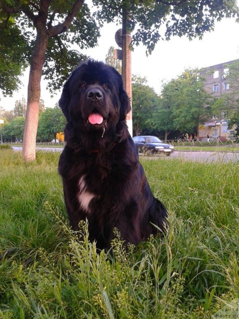 Фото: ньюфаундленд Лесли-Сиа Фловер (Leslley-Sia Flover)