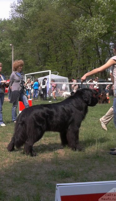 Фото: ньюфаундленд Лесли-Сиа Фловер (Leslley-Sia Flover)