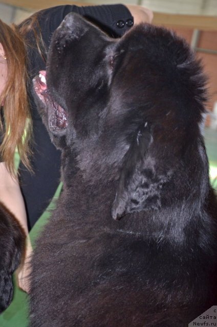 Фото: ньюфаундленд Бегущая по Волнам Зиллион (Beguschaya po Volnam Zillion)