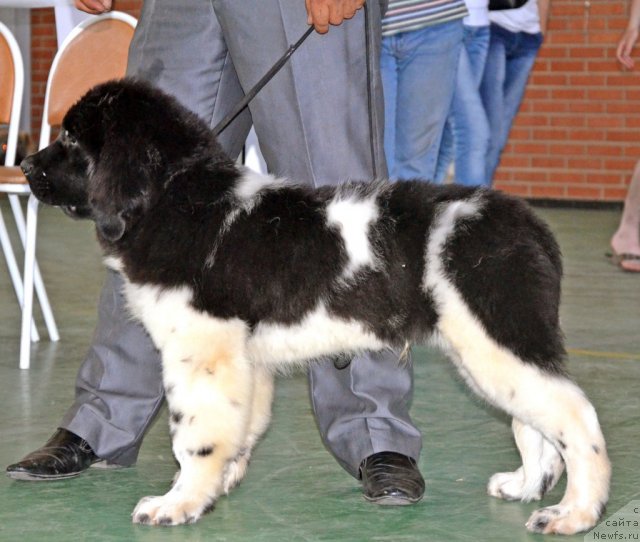 Фото: ньюфаундленд Черный Шарм Ванкувер