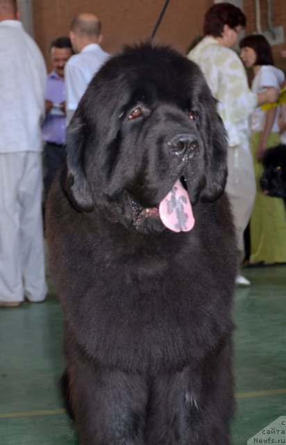 Фото: ньюфаундленд Бегущая по Волнам Зиллион (Beguschaya po Volnam Zillion)