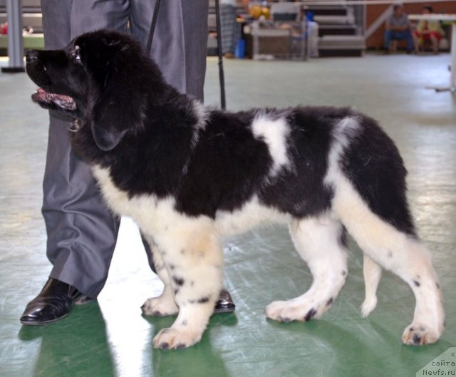 Фото: ньюфаундленд Черный Шарм Ванкувер