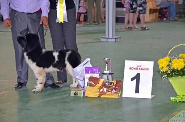 Фото: ньюфаундленд Черный Шарм Ванкувер