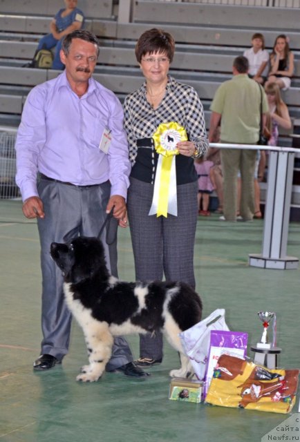 Фото: ньюфаундленд Черный Шарм Ванкувер