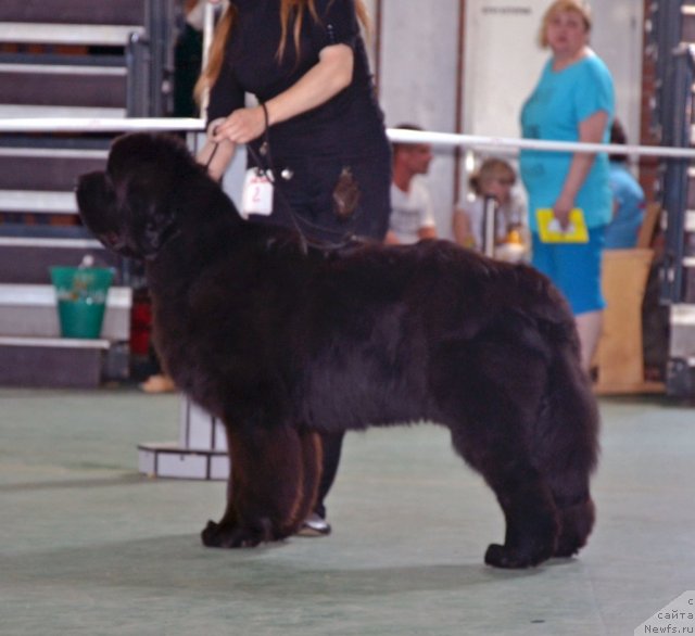 Фото: ньюфаундленд Бегущая по Волнам Зиллион (Beguschaya po Volnam Zillion)
