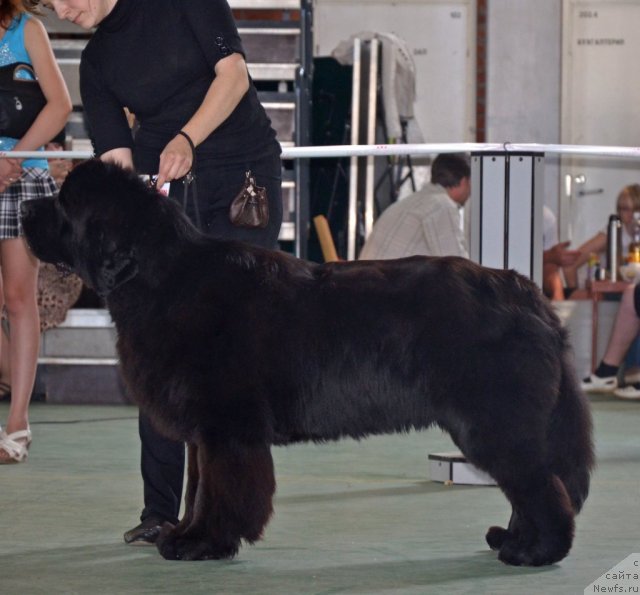 Фото: ньюфаундленд Бегущая по Волнам Зиллион (Beguschaya po Volnam Zillion)