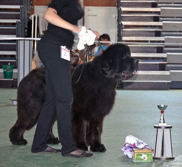 Фото: ньюфаундленд Бегущая по Волнам Зиллион (Beguschaya po Volnam Zillion)