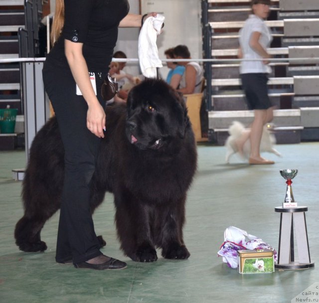 Фото: ньюфаундленд Бегущая по Волнам Зиллион (Beguschaya po Volnam Zillion)