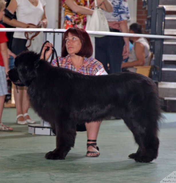 Фото: ньюфаундленд Анджело Орсо Цамира