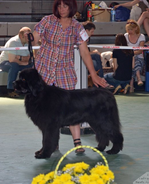 Фото: ньюфаундленд Анджело Орсо Цамира