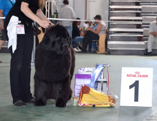 Фото: ньюфаундленд Бегущая по Волнам Зиллион (Beguschaya po Volnam Zillion)