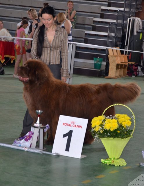 Фото: ньюфаундленд Анджело Орсо Вильгельм (Angelo Orso Vilgelm)