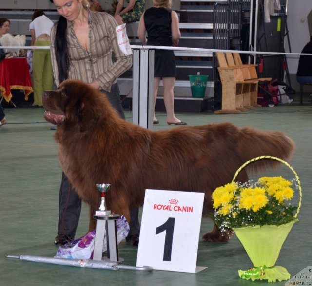 Фото: ньюфаундленд Анджело Орсо Вильгельм (Angelo Orso Vilgelm)