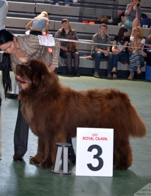 Фото: ньюфаундленд Анджело Орсо Вильгельм (Angelo Orso Vilgelm)