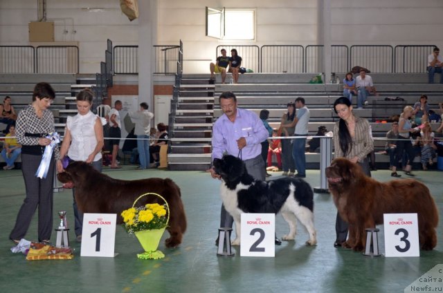 Фото: ньюфаундленд Лесная Сказка Королевский Медведь (Lesnaja Skazka Korolevskiy Medved), ньюфаундленд Супер Премиум Ему Нет Равных, ньюфаундленд Анджело Орсо Вильгельм (Angelo Orso Vilgelm)