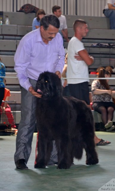 Фото: ньюфаундленд Ньюфорт Бай'ю Тиана