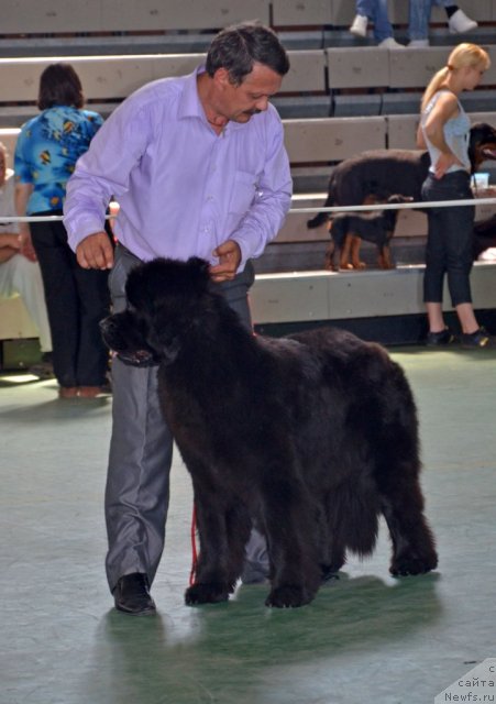 Фото: ньюфаундленд Ньюфорт Бай'ю Тиана