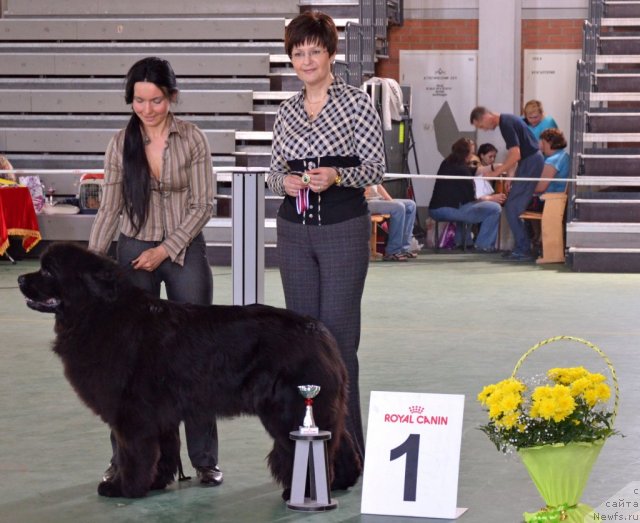 Фото: ньюфаундленд Анджело Орсо Церера (Angelo Orso Cerera)