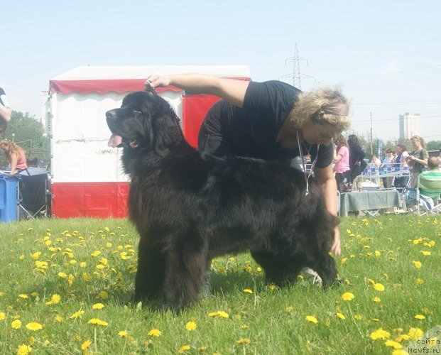Фото: ньюфаундленд Мэджестик Гудсоул Ньюстарс Гиантисланд (Majestic Goodsoul Newstars Giantisland), Елена Кочеткова