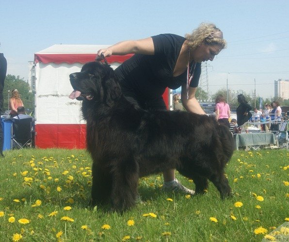 Фото: ньюфаундленд Мэджестик Гудсоул Ньюстарс Гиантисланд (Majestic Goodsoul Newstars Giantisland), Елена Кочеткова