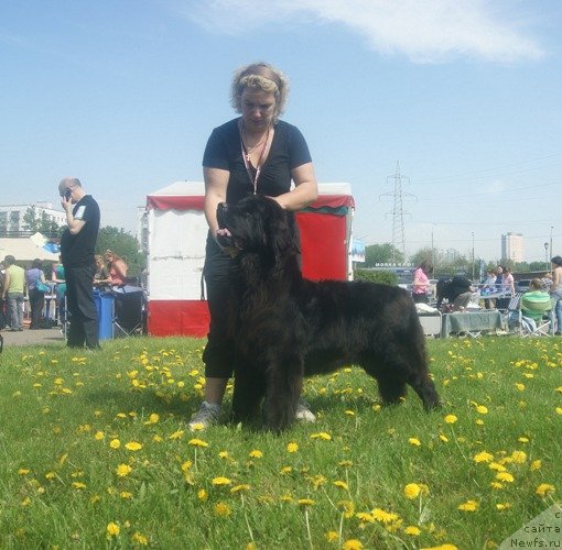 Фото: ньюфаундленд Мэджестик Гудсоул Ньюстарс Гиантисланд (Majestic Goodsoul Newstars Giantisland), Елена Кочеткова