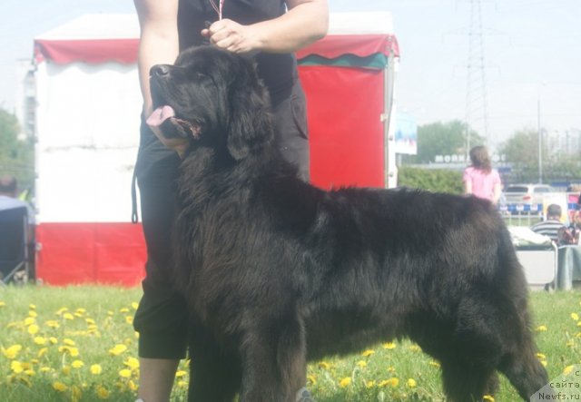 Фото: ньюфаундленд Мэджестик Гудсоул Ньюстарс Гиантисланд (Majestic Goodsoul Newstars Giantisland), Елена Кочеткова