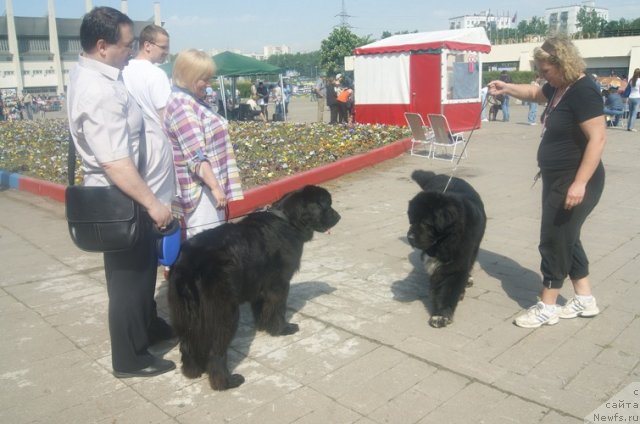Фото: ньюфаундленд Мэджестик Гудсоул Ньюстарс Гиантисланд (Majestic Goodsoul Newstars Giantisland), ньюфаундленд Gift of Destiny Midnight Bear