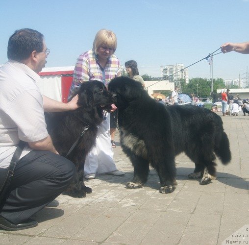 Фото: ньюфаундленд Мэджестик Гудсоул Ньюстарс Гиантисланд (Majestic Goodsoul Newstars Giantisland), ньюфаундленд Gift of Destiny Midnight Bear