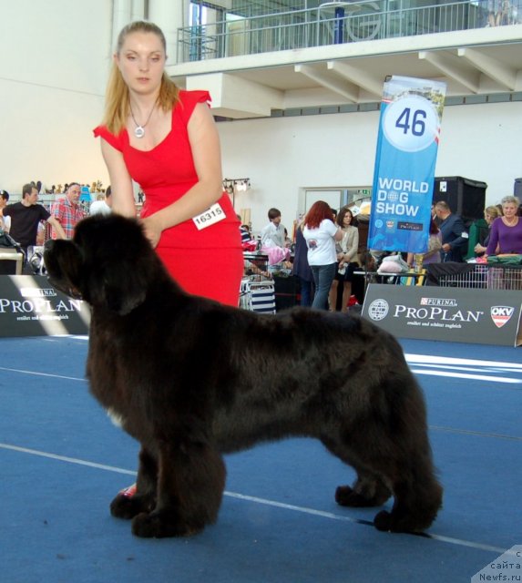 Фото: ньюфаундленд Bowaters Braveheart Nuo Ozo Kalvu, Маргарита Рацинене