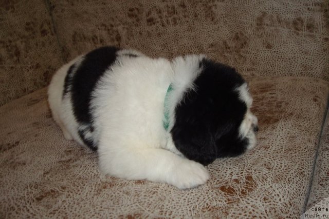 Фото: Щенки, ньюфаундленд Маг Исполин Инфанта (Mag Ispolin Infanta), ньюфаундленд Threeponds Right Way