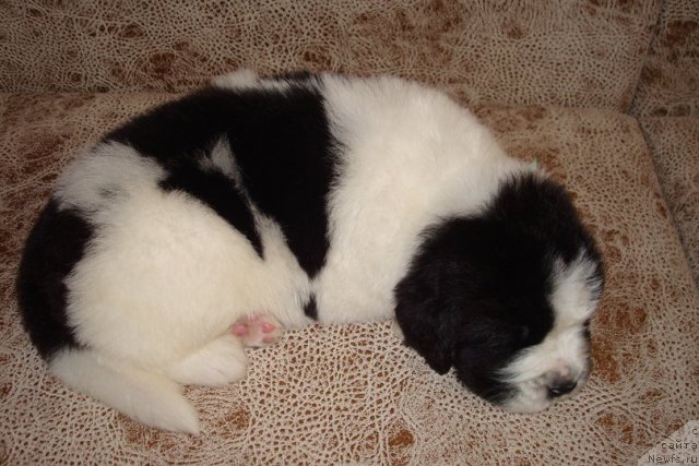 Фото: Щенки, ньюфаундленд Маг Исполин Инфанта (Mag Ispolin Infanta), ньюфаундленд Threeponds Right Way