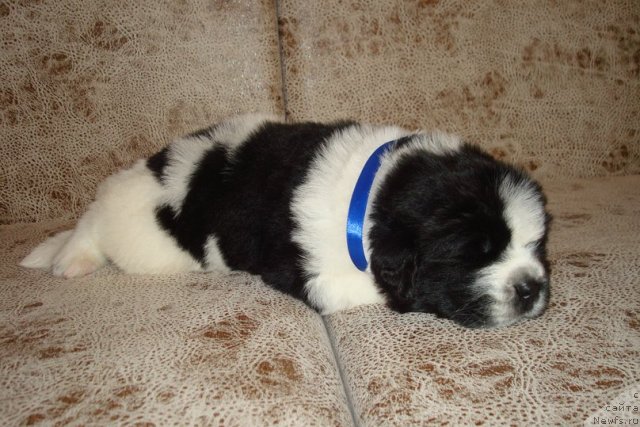 Фото: Щенки, ньюфаундленд Маг Исполин Инфанта (Mag Ispolin Infanta), ньюфаундленд Threeponds Right Way