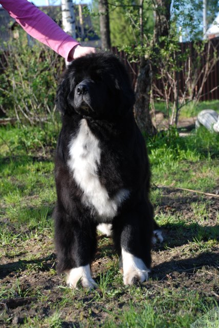 Фотография № 96623