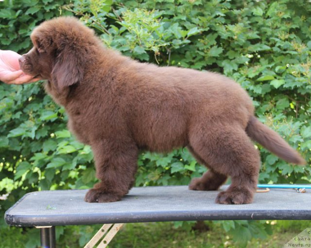 Фото: ньюфаундленд Хелло Ай Эм Царь с Берега Дона (Hello I am Czar s Berega Dona)