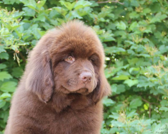 Фото: ньюфаундленд Хелло Ай Эм Царь с Берега Дона (Hello I am Czar s Berega Dona)