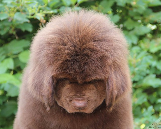 Фотография № 96631