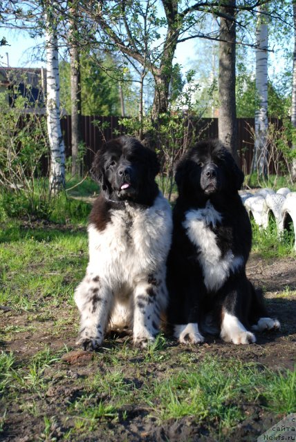 Фотография № 96632