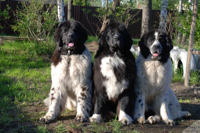 Фотография № 96633