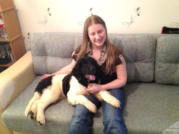 Фото: ньюфаундленд Черный Шарм Венгрия