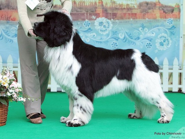 Фото: ньюфаундленд Питерньюф Плэй Бой (Piternyuf Play Boy)