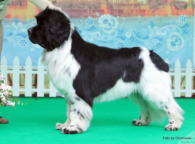 Фото: ньюфаундленд Питерньюф Плэй Бой (Piternyuf Play Boy)