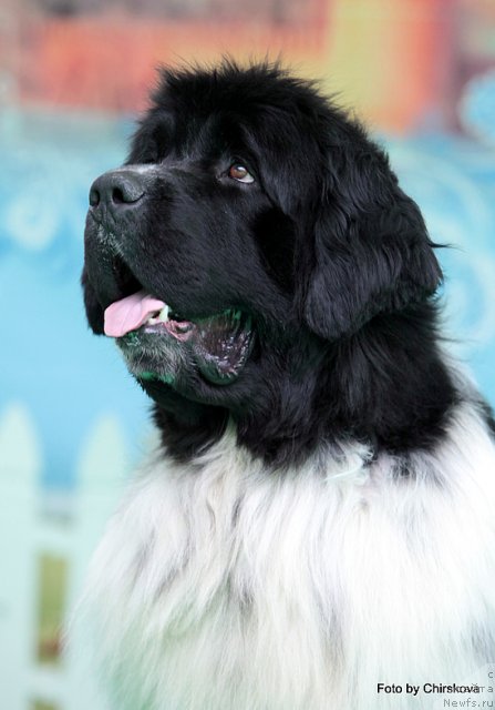 Фото: ньюфаундленд Питерньюф Плэй Бой (Piternyuf Play Boy)