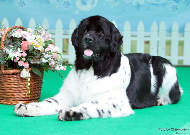 Фото: ньюфаундленд Питерньюф Продижи (Piternyuf Prodigy)