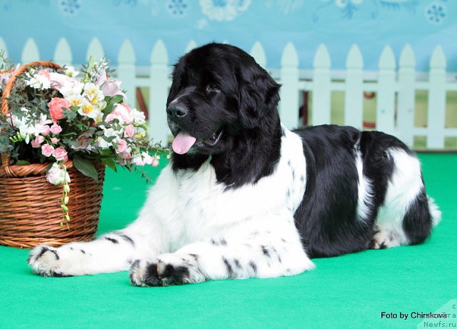 Фото: ньюфаундленд Питерньюф Продижи (Piternyuf Prodigy)