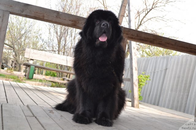 Фото: ньюфаундленд Супер Премиум Амелия Экшен
